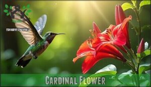 cardinal flower