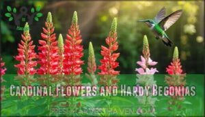 cardinal flowers and hardy begonias