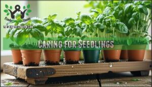 caring for seedlings