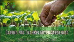 caring for transplanted seedlings