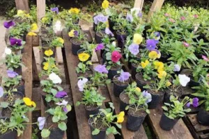 Centro Agroecológico Rosario - Vivero Agroecológico de Tablada