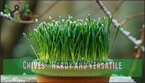 chives - hardy and versatile