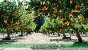 choosing the right fruit tree