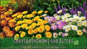 chrysanthemums and asters