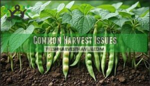 common harvest issues