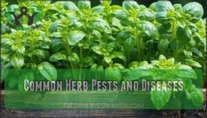 common herb pests and diseases