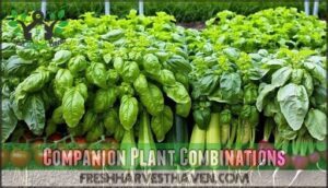 companion plant combinations