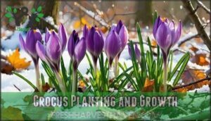 crocus planting and growth