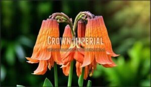 crown imperial