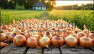 curing and drying onions
