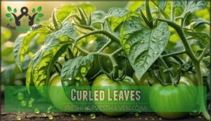 curled leaves
