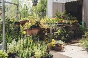 Di Fiore Plantas