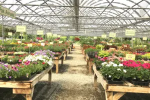 Edgewood Nursery & Garden
