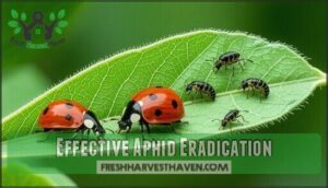 effective aphid eradication