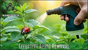 effective aphid removal
