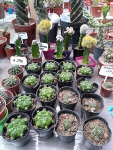 El Vivero