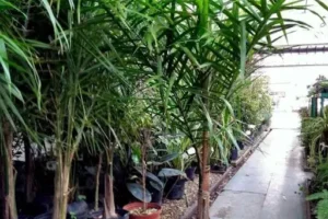 Evergreen vivero
