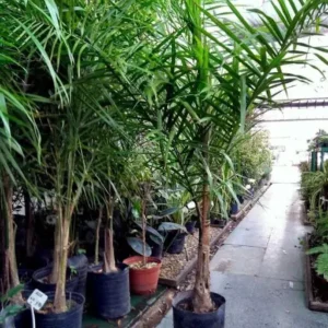 Evergreen vivero
