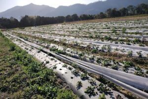 Finca La Frutilla