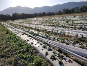 Finca La Frutilla