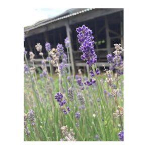 Fletcher & Co. Nursery