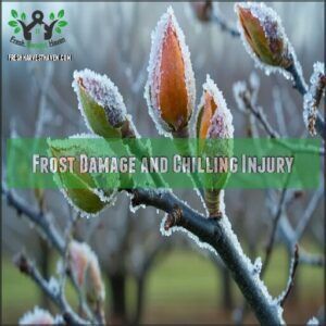 frost damage and chilling injury