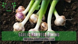 garlic harvest timing