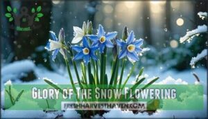 glory of the snow flowering
