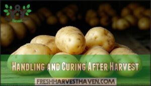 handling and curing after harvest