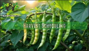 harvest scheduling