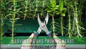 harvesting and pruning herbs