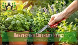 harvesting culinary herbs