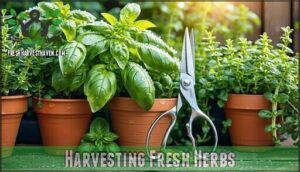 harvesting fresh herbs