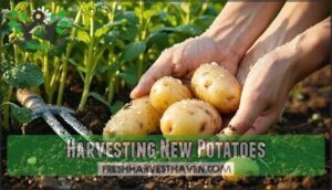 harvesting new potatoes