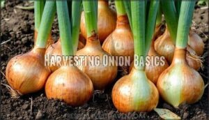 harvesting onion basics