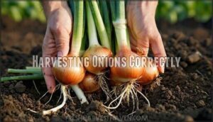 harvesting onions correctly