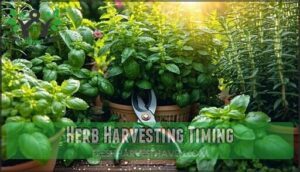 herb harvesting timing