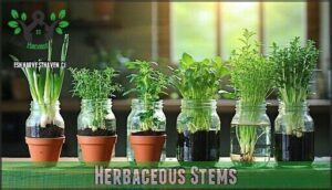 herbaceous stems