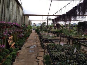 HONOPLANTAS GARDEN CENTER