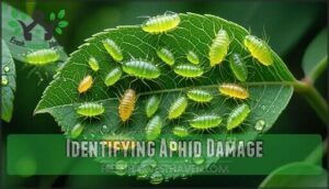 identifying aphid damage