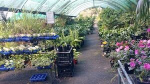 Impact Plants Nursery