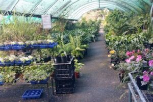 Impact Plants Nursery