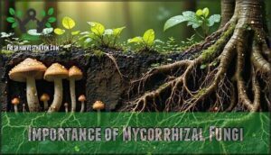 importance of mycorrhizal fungi
