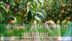 inspecting fruit trees for pests and diseases