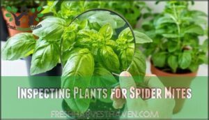 inspecting plants for spider mites