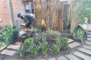 Jardineria Diseño y Mantenimiento Plantas Insumos