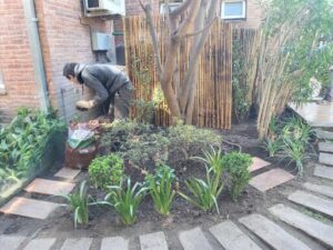Jardineria Diseño y Mantenimiento Plantas Insumos