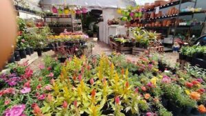 Jardineria Mburucuyá