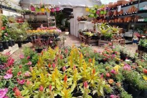 Jardineria Mburucuyá