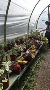 La Buena Onda Vivero